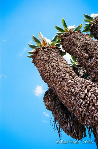 Photograph by Ben Yang